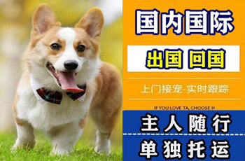双鸭山市宠物托运公司双鸭山市宠物托运公司双鸭山市宠物托运公司