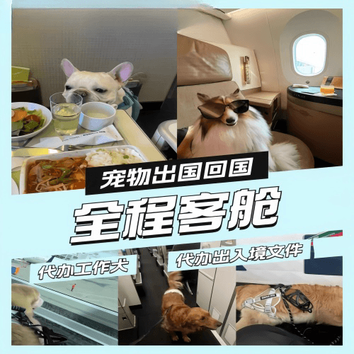 双鸭山市宠物托运到白俄罗斯宠物入境规定和要求